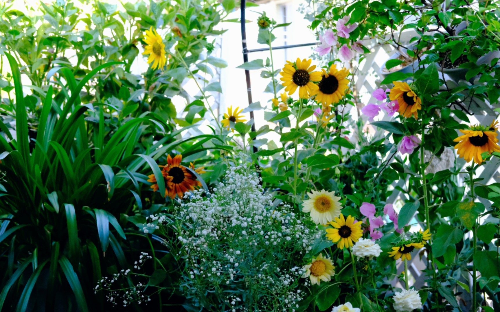 夏日花园碎碎念