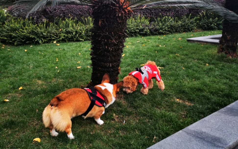 柯基巧克力sayhi失败巴特别慌小场面