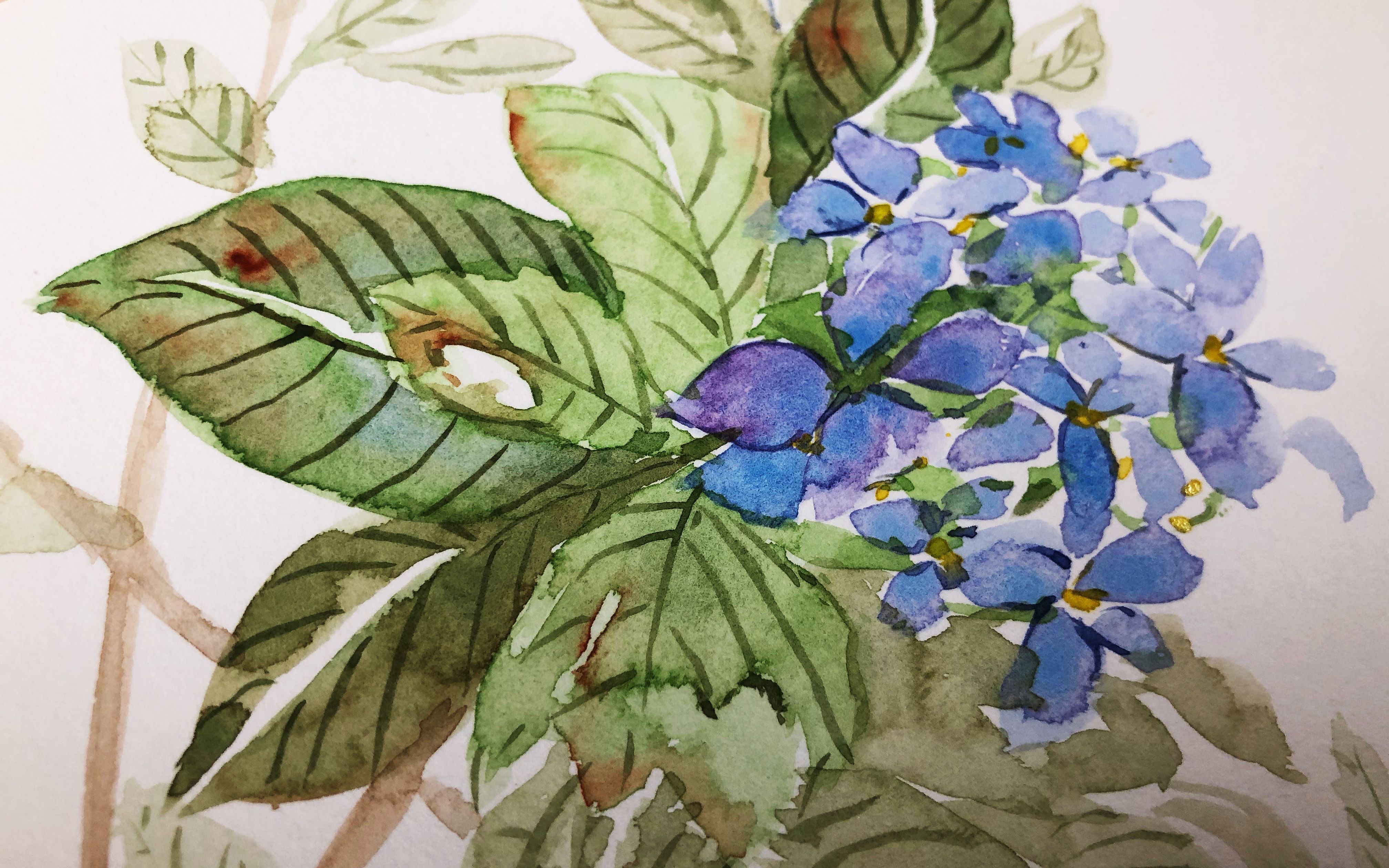 【手绘】水彩——花系列其一 : 今日份的绣球花(摸鱼)_哔哩哔哩 (゜