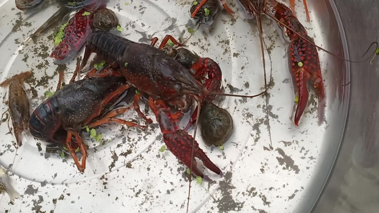 吃货小龙虾吃鱼全过程