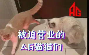 Download Video: 猫猫：在AG混口饭真不容易，还要被迫营业…