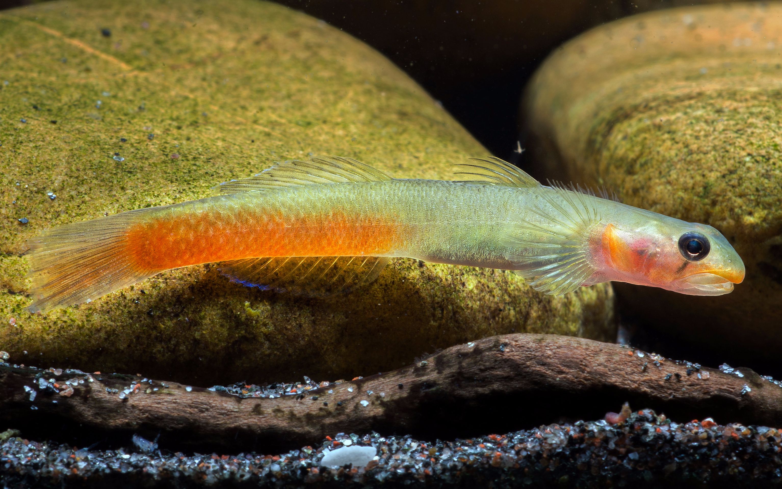 【自家鱼缸】 【虾虎】 【热带鱼】红唇红腰虾虎