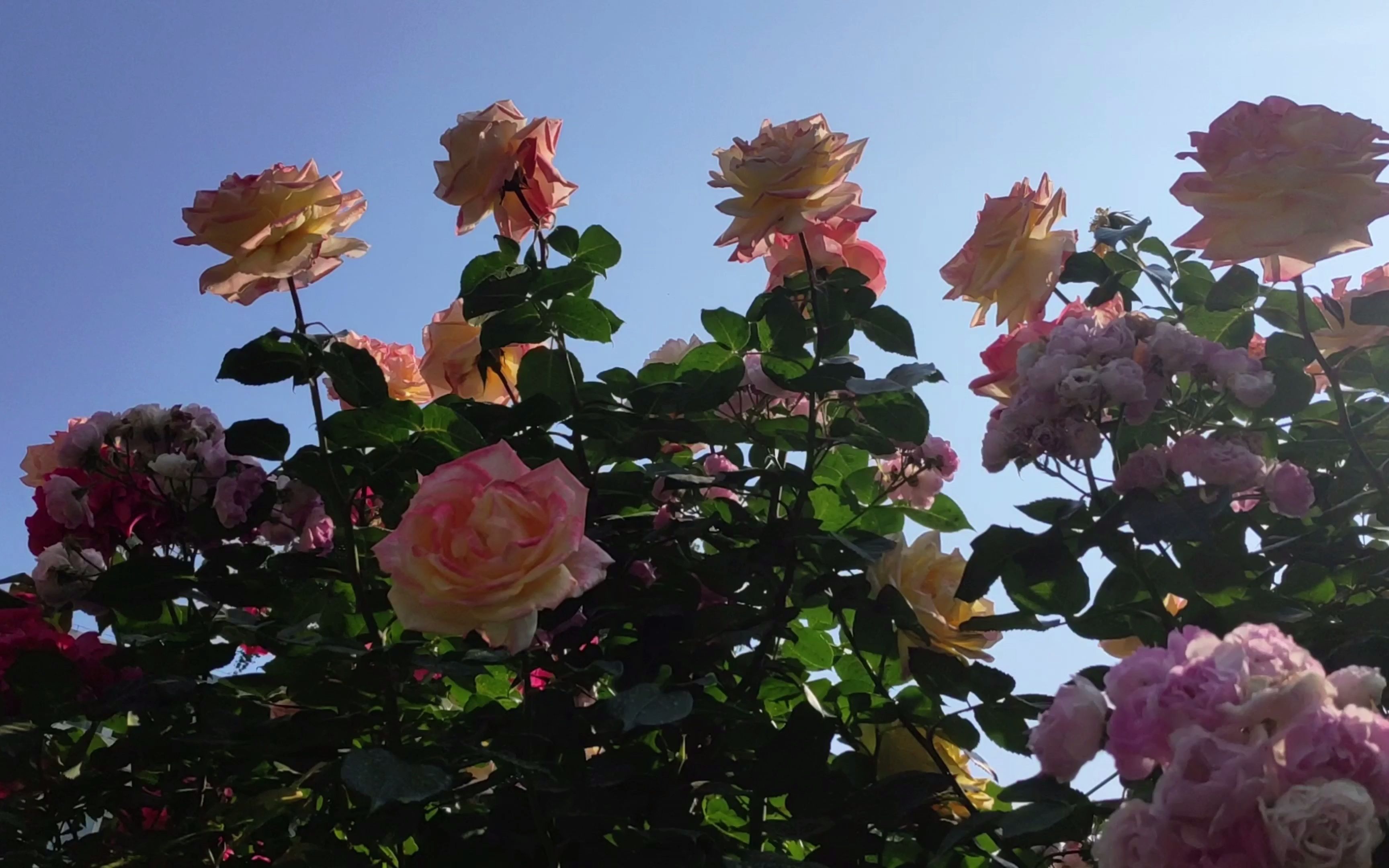 月季藍天高籬北京人定湖公園辛丑小滿笑看風雲