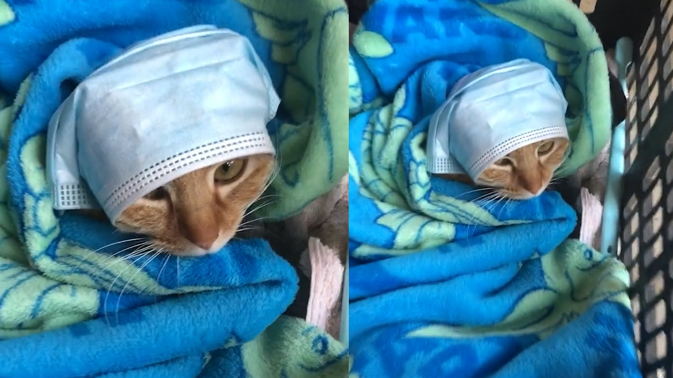 猫咪产后主人超贴心!自制月子帽让母猫好好坐月子,网友纷纷夸赞