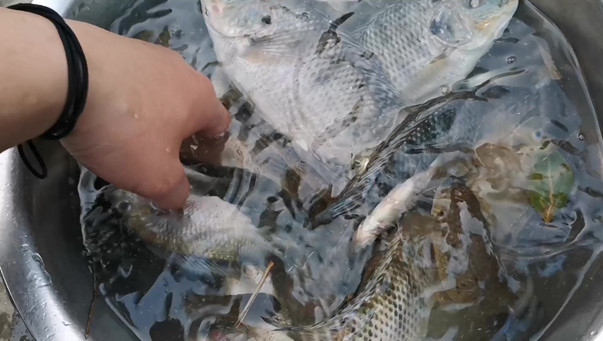 日常钓鱼,收获一条变异的歪嘴鱼,有人见过吗?