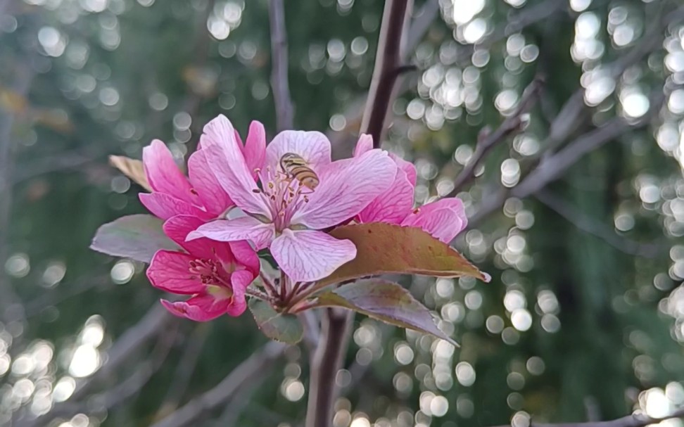 [图]秋日呓语～八月十五：桂花满园香，海棠花惊艳开着，樱花也是开着依然绝美，还有一朵石榴花。这是凑齐花神庆中秋吧。