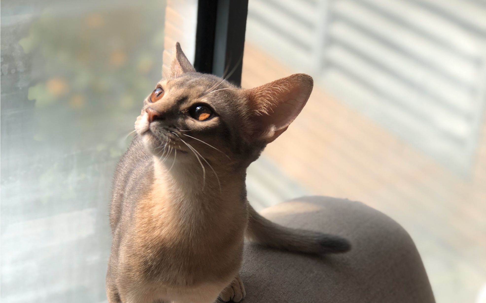 阿比西尼亚猫这种带有高级感的烟灰色真的是太爱了
