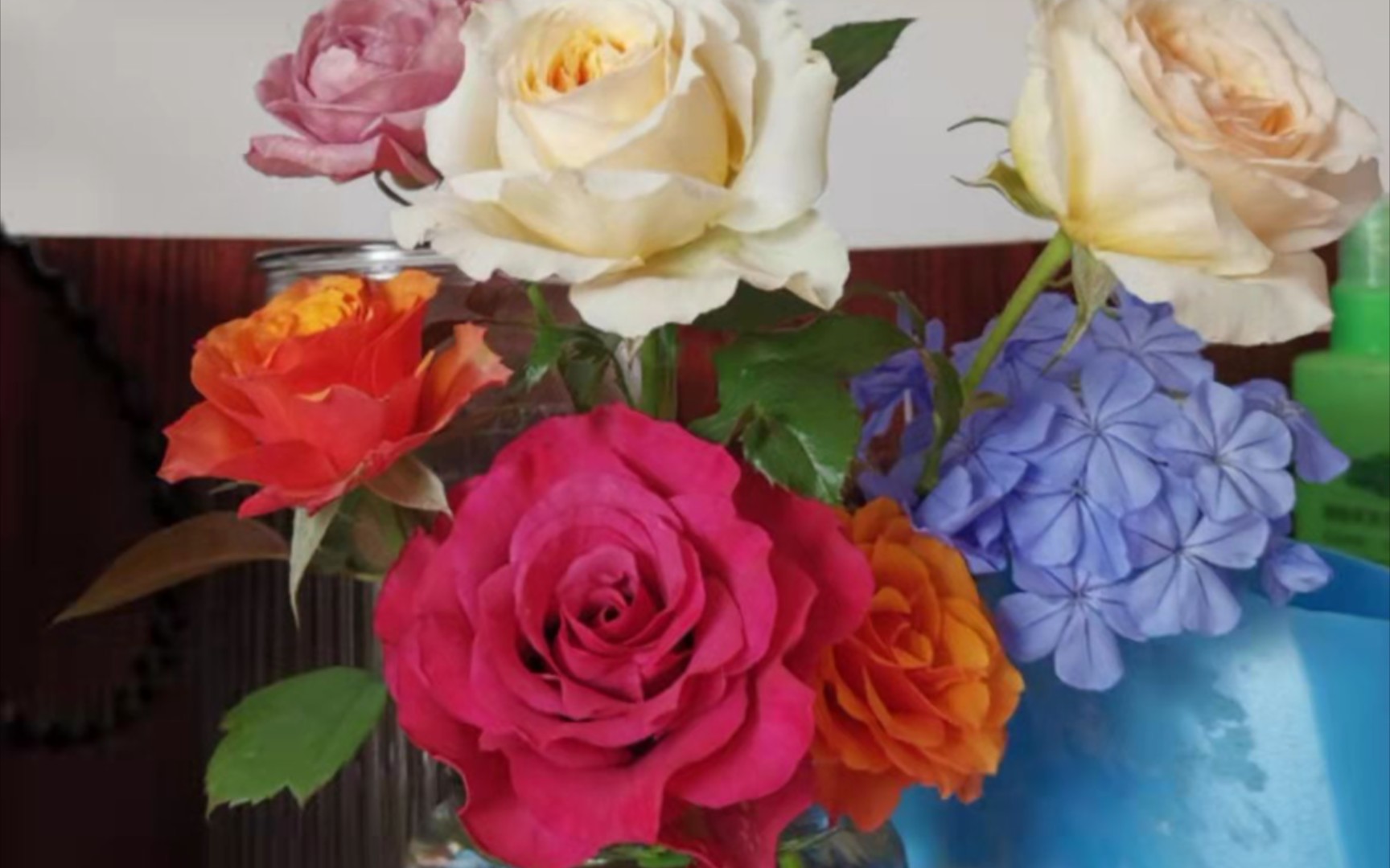 波斯王子月季_哔哩哔哩_bilibili