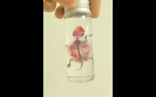 透明标本 哔哩哔哩 Bilibili