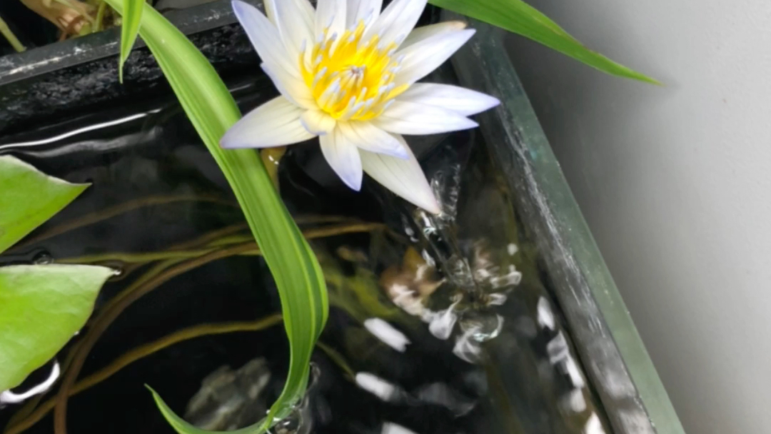 睡莲开放过程(多贝)