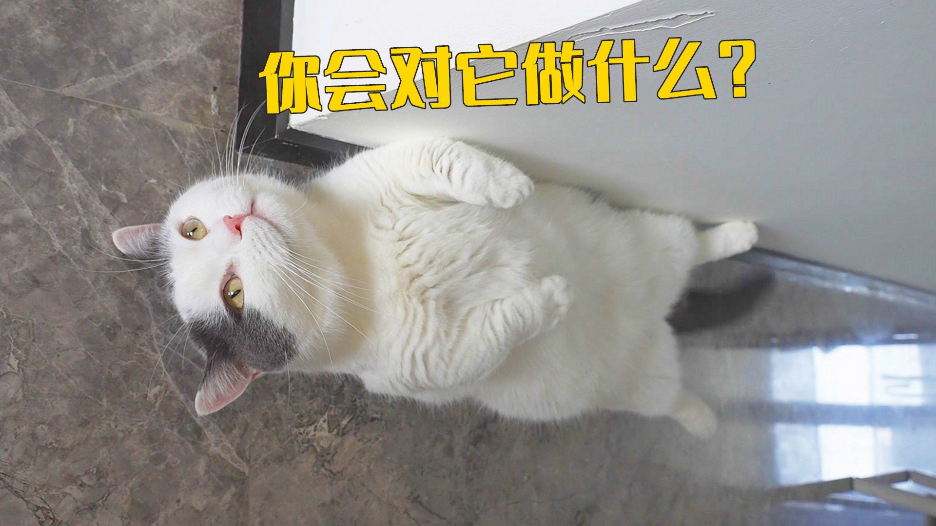 这些是不是养猫人的统一动作？-萌猫宝哥哥-萌猫宝哥哥-哔哩哔哩视频