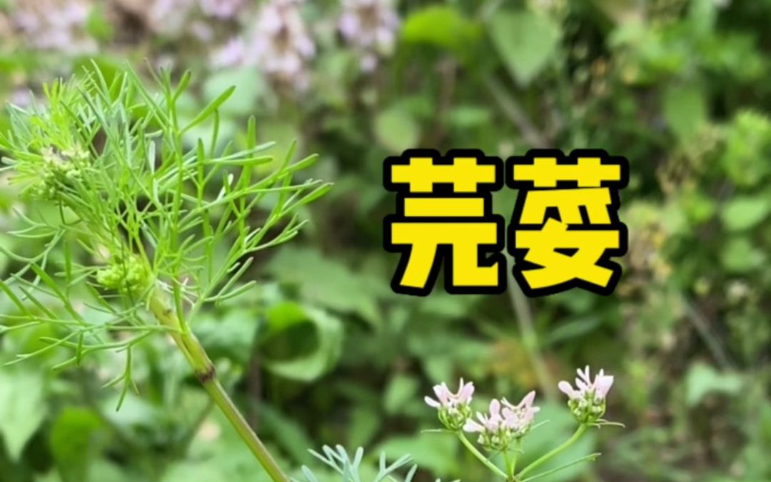 芫荽也叫香菜,你知道它的价值吗?哔哩哔哩bilibili