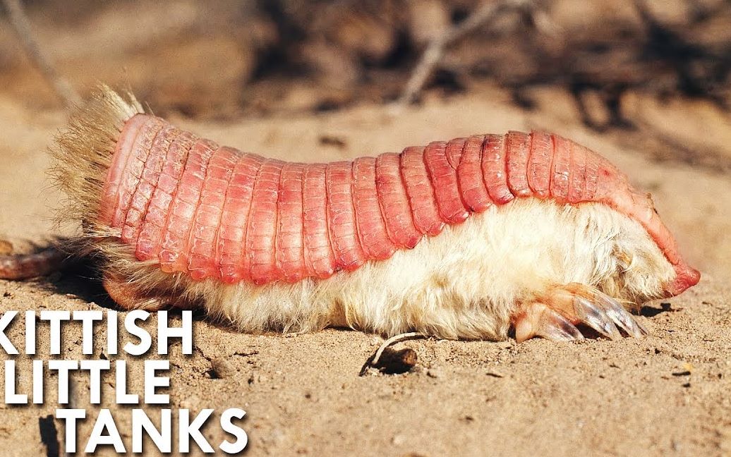 犰狳如果说它是壮阳的怕是已经在地球上消失了