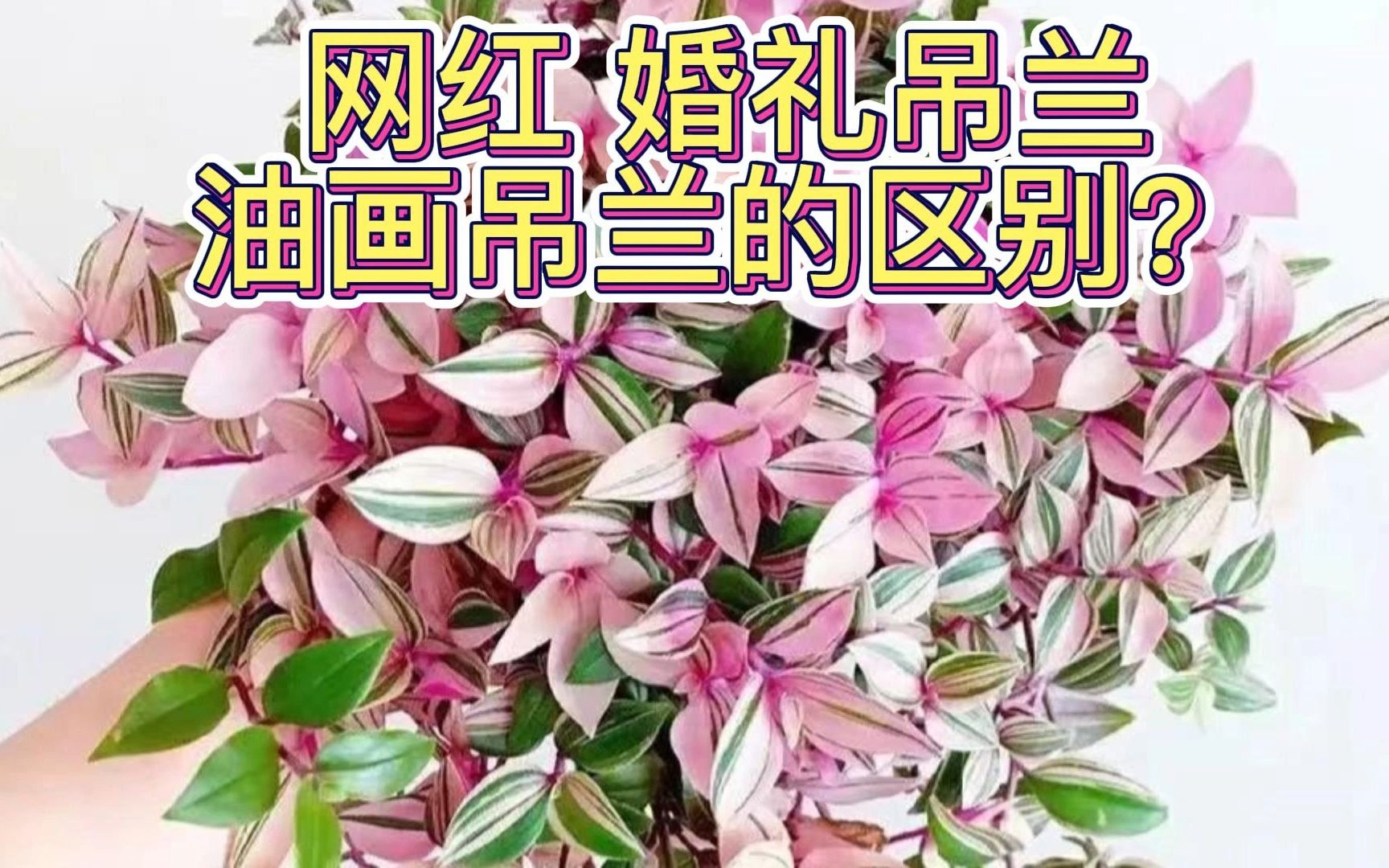 网红婚礼吊兰和油画吊兰的区别?哔哩哔哩bilibili