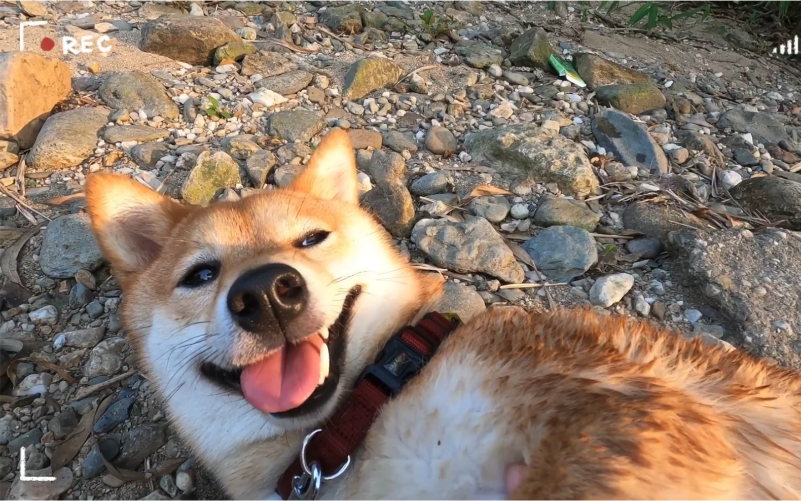 【柴犬西子】柴犬会游泳吗?去上林上水源体验一下~哔哩哔哩bilibili