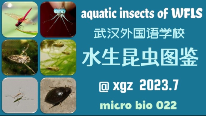校园里的水生昆虫