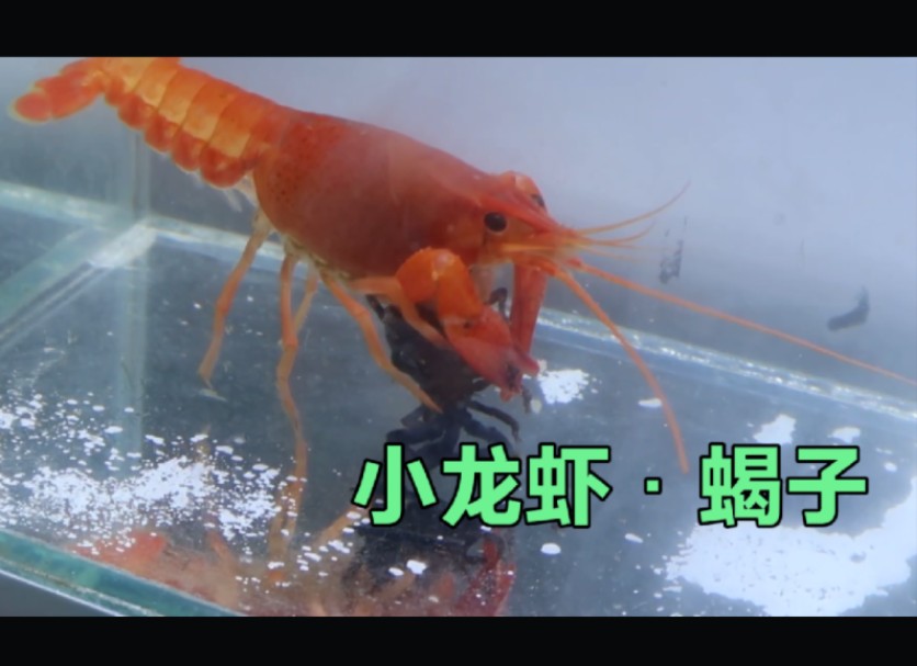 【水下斗兽场】小龙虾vs蝎子!没想到蝎子居然能在水里活这么久!