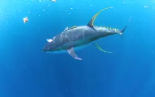 Télécharger la video: 金枪鱼游动 Encounter with Massive Tuna