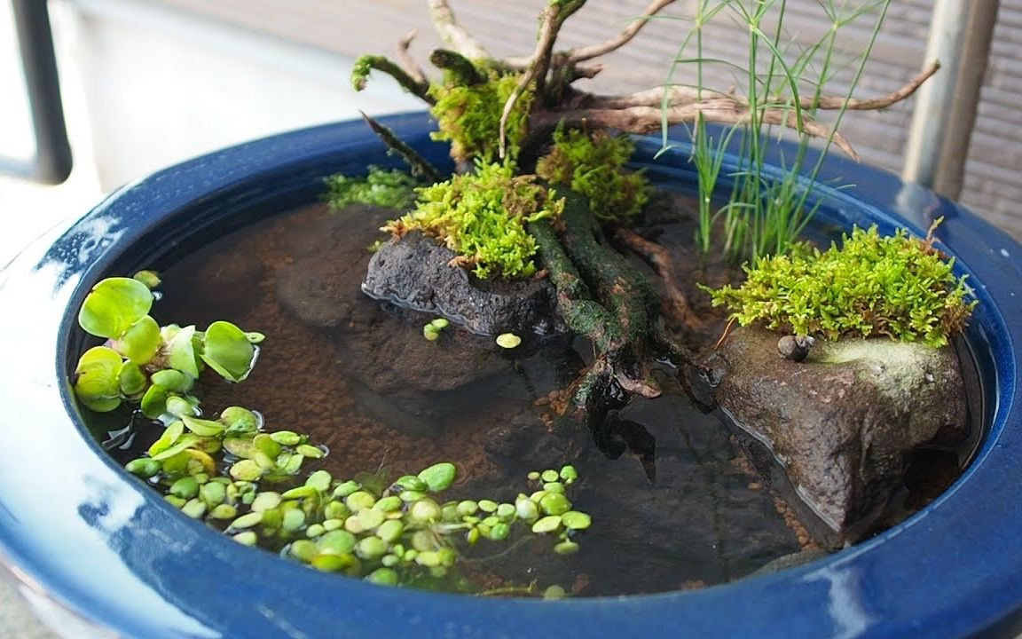 睡莲生态缸造景全过程,懒人养鱼必备玩法!