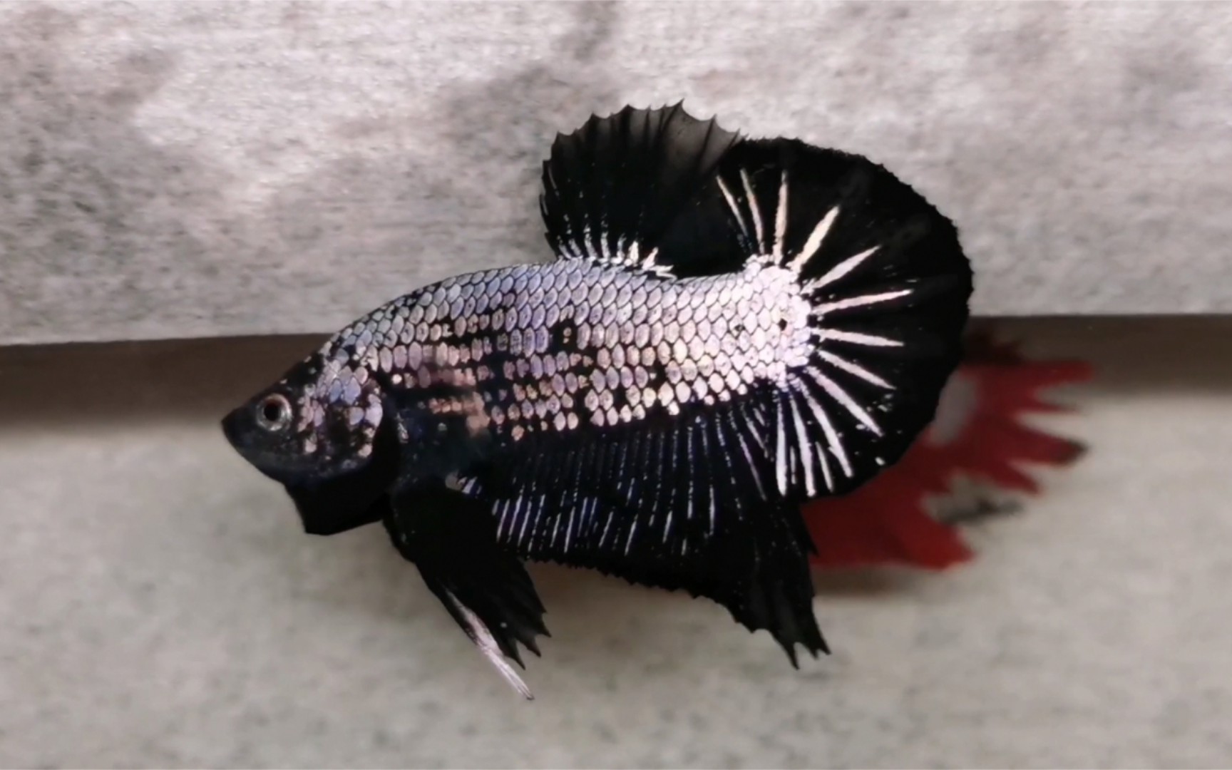 黑武士将军,泰国斗鱼,扑克斗鱼作品,欢迎各位粉丝选购.