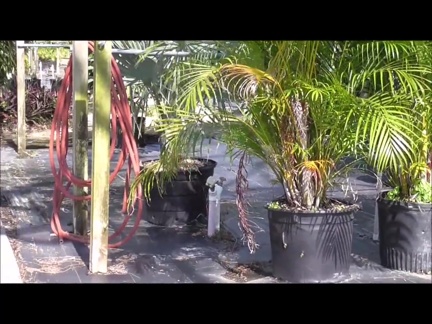 怎么养槟榔属植物(How to Grow the Areca Palm )哔哩哔哩bilibili