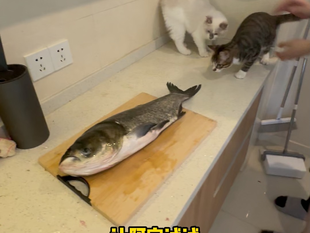 听说小猫很爱吃鱼95!小鱼来喽