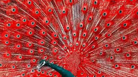 美丽的红孔雀开屏惊艳到了吗_哔哩哔哩_bilibili