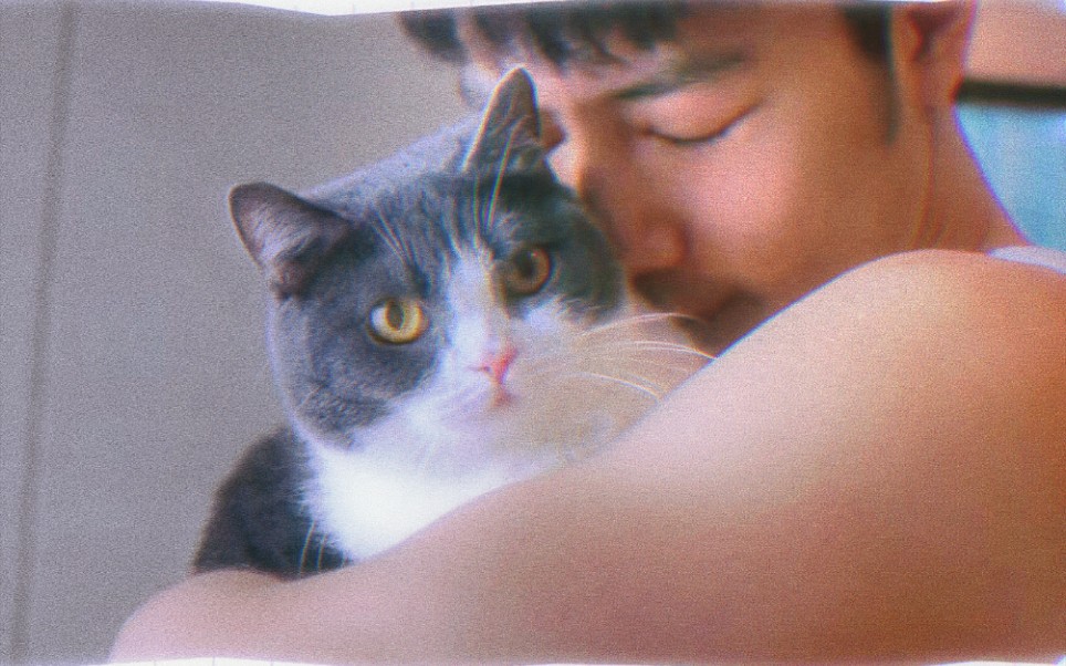 【肖战】帅哥与猫就是绝配,谁能拒绝爱猫的男生呢?