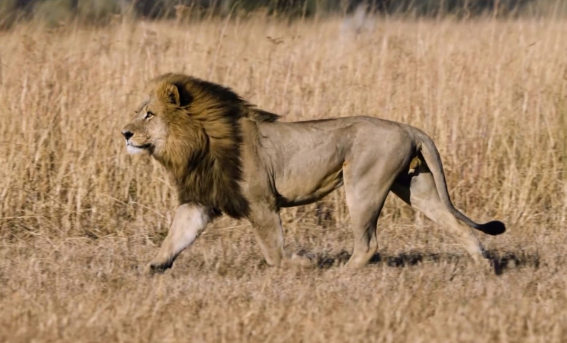 奥卡万戈奔跑的大雄狮,欣赏矫健的身材
