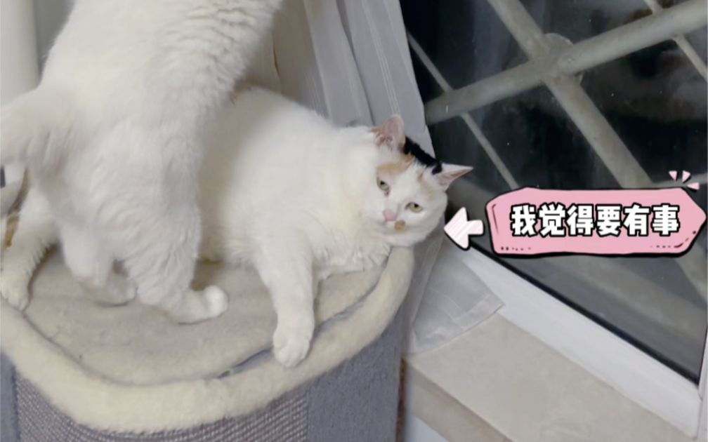 猫咪公主在这个家庭还是有震慑力的!哔哩哔哩bilibili