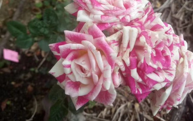 月季鸳鸯泡泡,花期经过两三次开花的记录来看基本可以达到半个月(这里