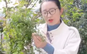 Download Video: 什么爬藤植物好？这个怎么样？