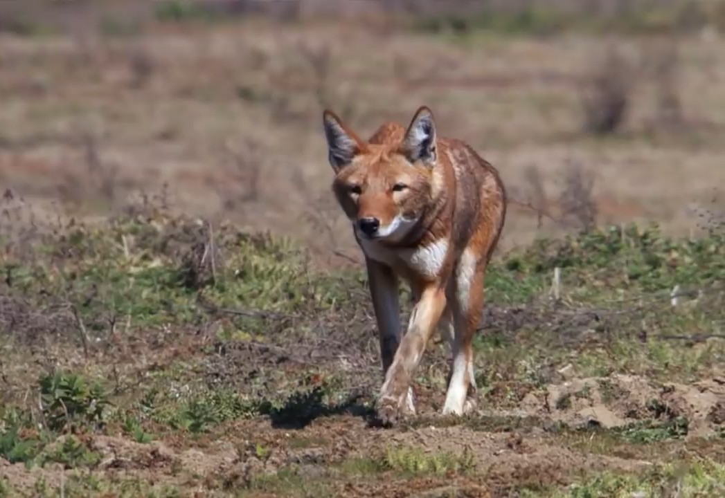 实拍埃塞俄比亚狼捕鼠,失手后守株待鼠,能成功吗?