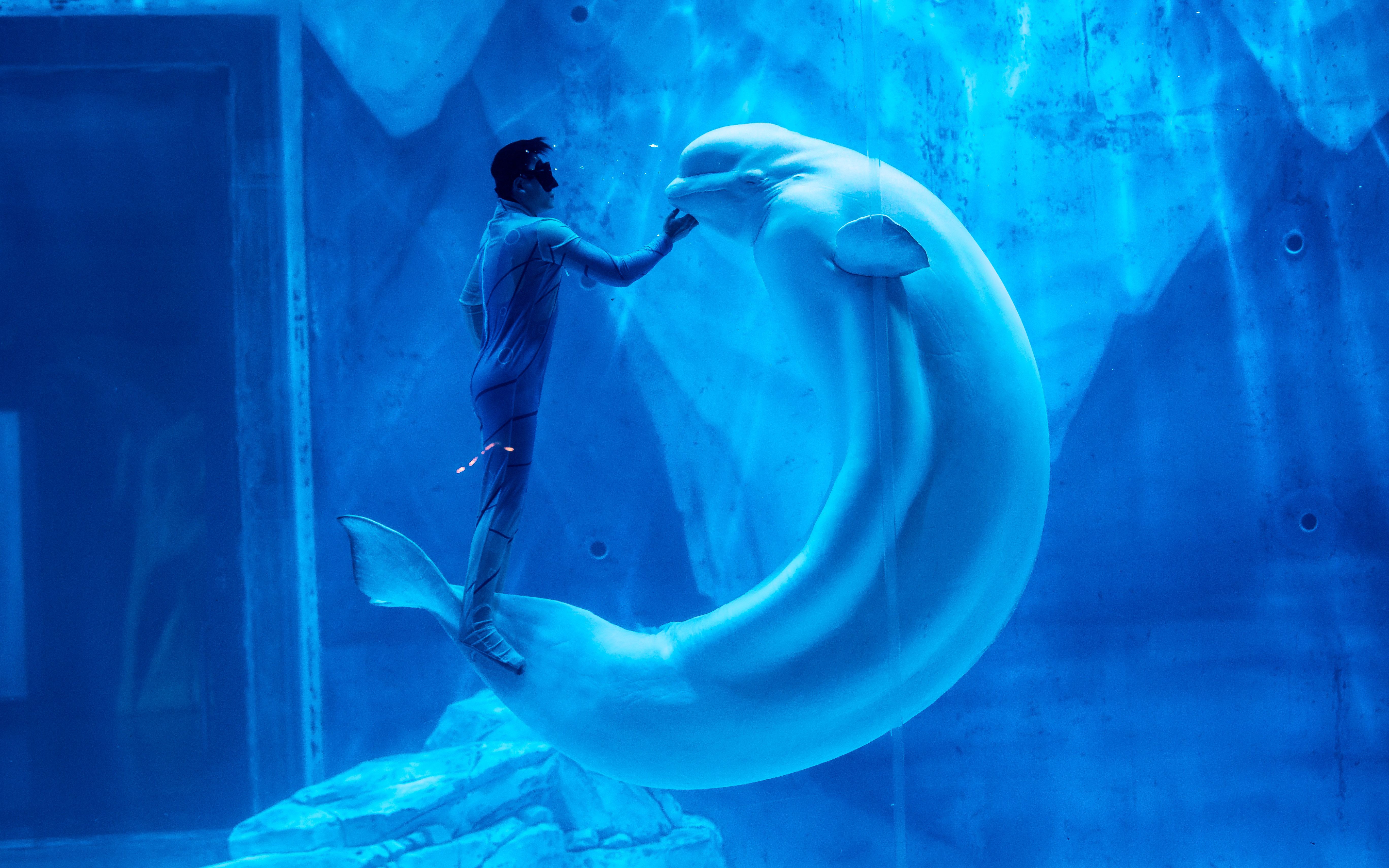 上海海昌海洋公园 《白鲸之梦》唯美呈现 当舞者邂逅白鲸 共赴鲸奇