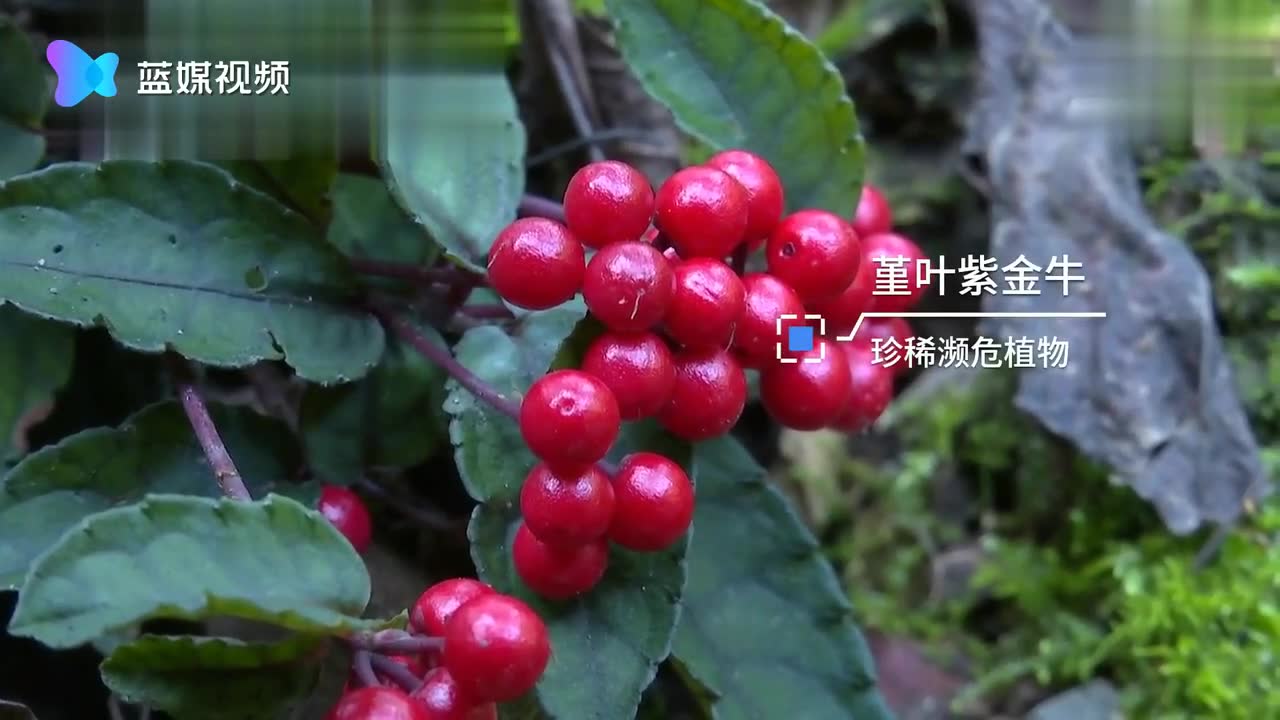 珍稀濒危堇叶紫金牛在浙江生生不息
