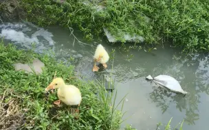 Скачать видео: 小鹅鹅去鱼塘