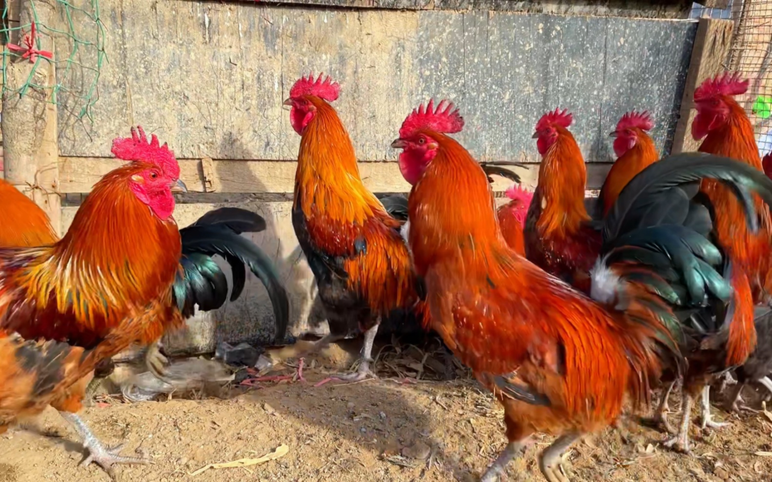 今天抓2只大公鸡送人,快过年了,该送的送,该吃的吃!