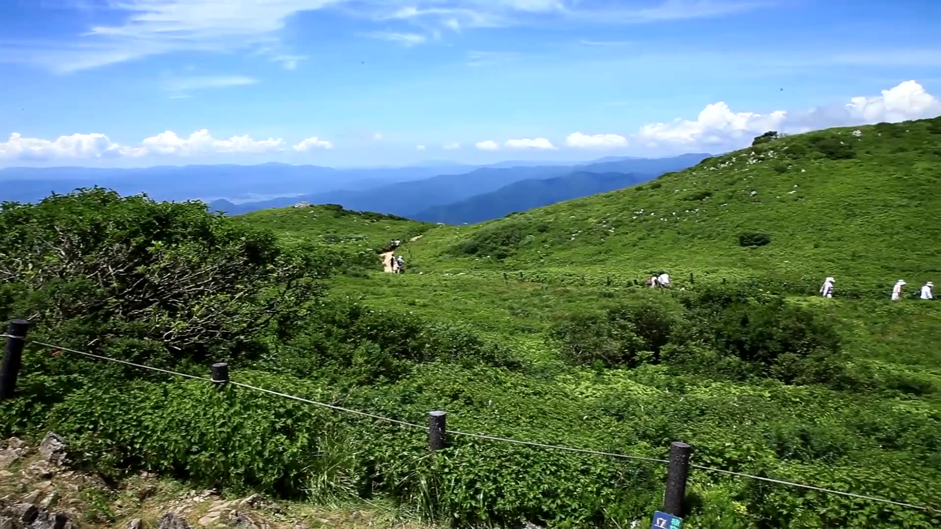 日本_岐阜 伊吹山の花 shiga_gifu,mt.ibukisan