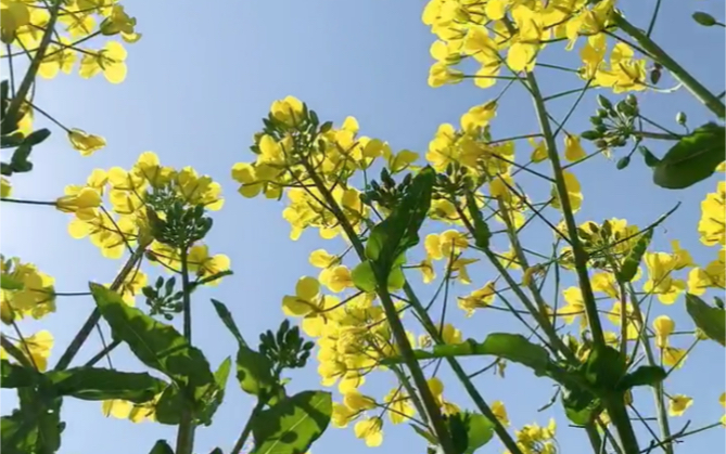 [图]春天的油菜花很美