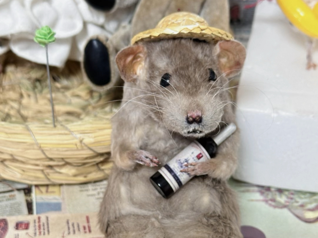 爱哈啤酒的花枝鼠一只呀!