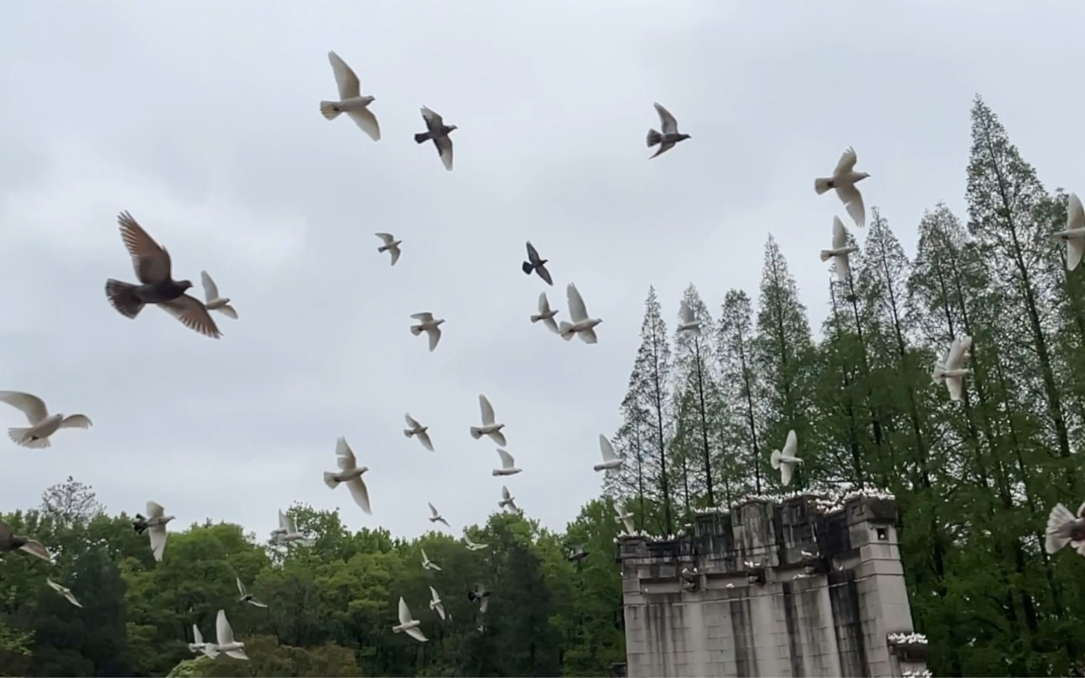 钟山音乐台之群鸽飞舞