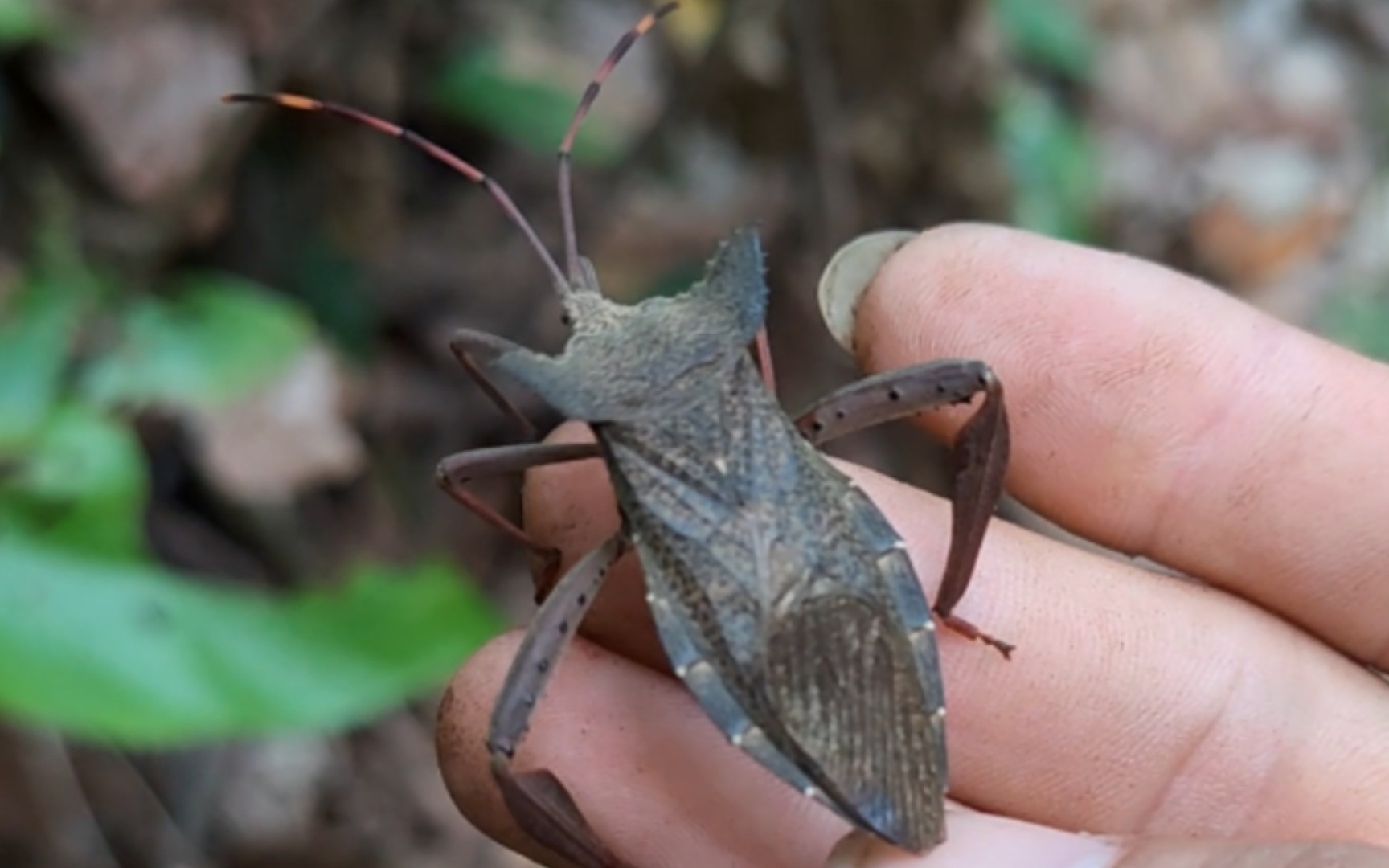 臭屁虫上手调教教学(奇缘蝽)_哔哩哔哩_bilibili