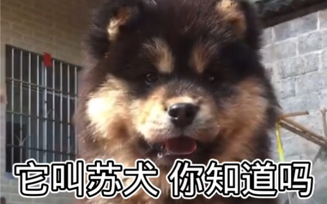 中华田园犬之苏犬哔哩哔哩bilibili