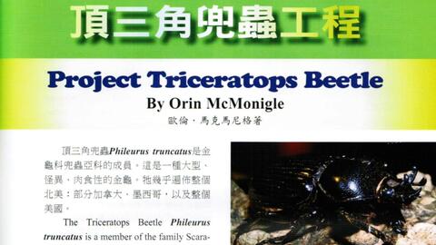沉醉兜锹 热门兜虫 哔哩哔哩 沉醉兜锹 热门兜虫 哔哩哔哩