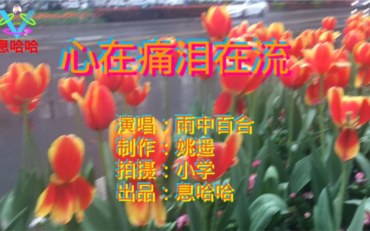 [图]赏花听歌 一首《心在痛泪在流》歌曲 郁金香花开