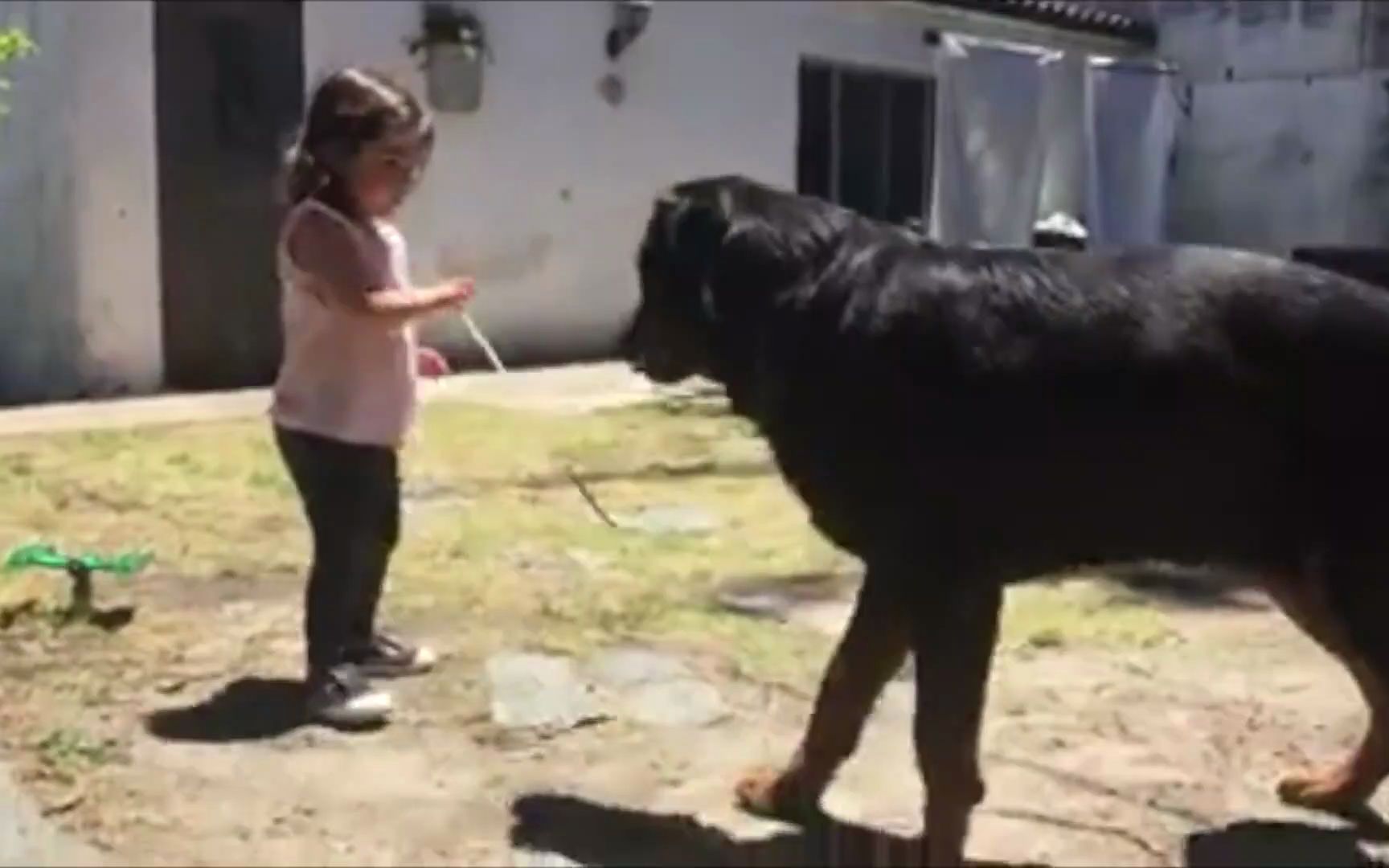 【狗狗】罗威纳犬是最危险的犬种哔哩哔哩bilibili