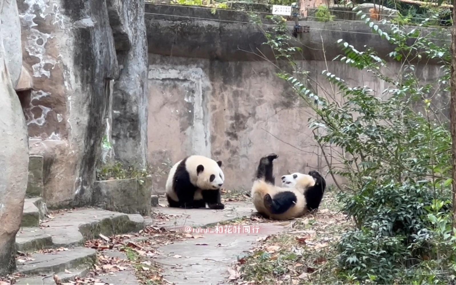 12.14两小嘟下班前守门片段~花花安静地等,迪迪到处逛哔哩哔哩bilibili