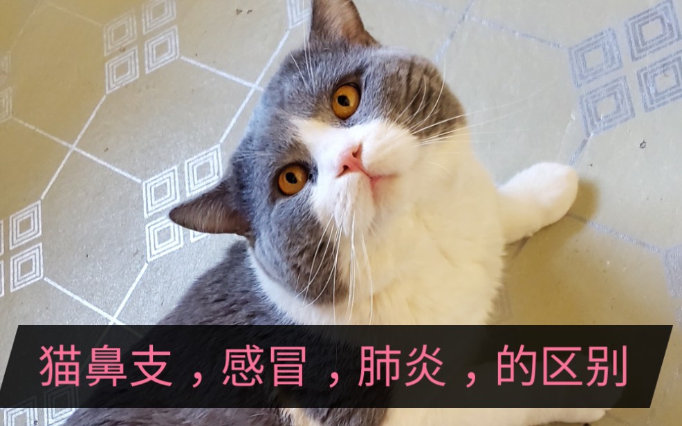 猫鼻支,猫感冒,猫肺炎,猫上呼吸道感染的区别哔哩哔哩bilibili