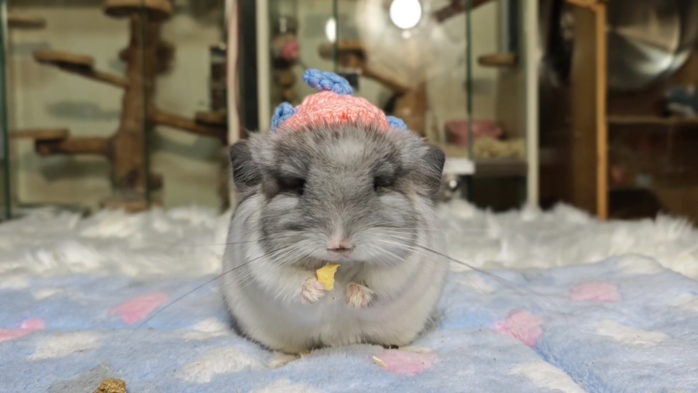 这只小龙猫是帽子模特,会配合我戴各种帽子!