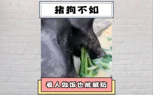 Download Video: 小哥只是给猪做顿饭，结果让无数网友破防，觉得自己猪狗不如#喂猪人 #破防 #万万没想到 #整活 #离谱